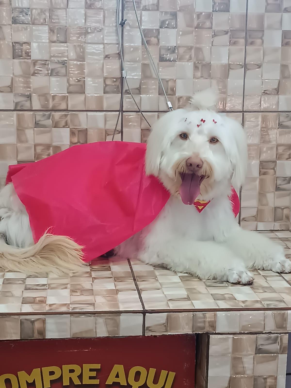 Cachorro Bob após banho