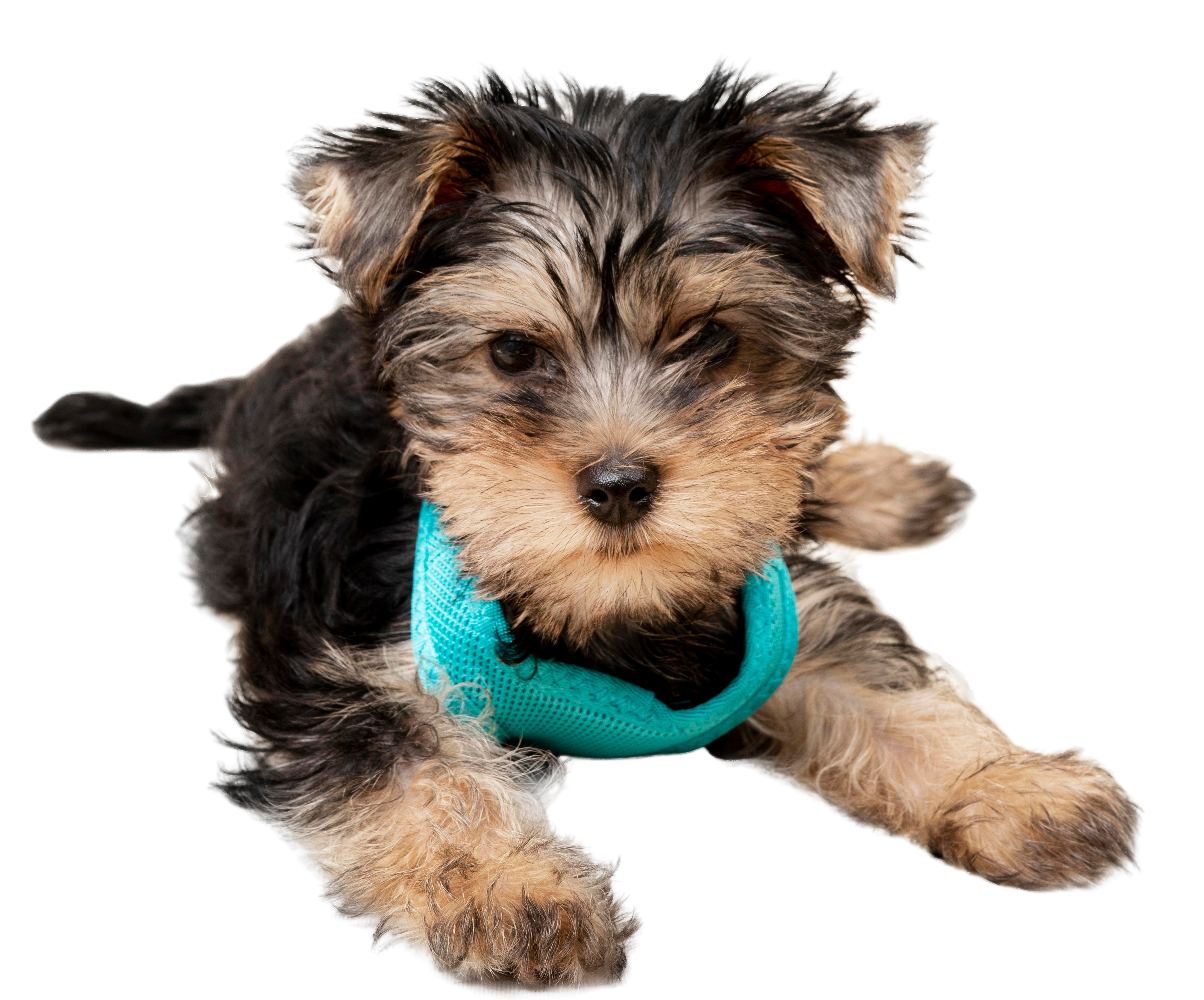 Cachorro sendo cuidado na estética